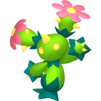 Maracachi